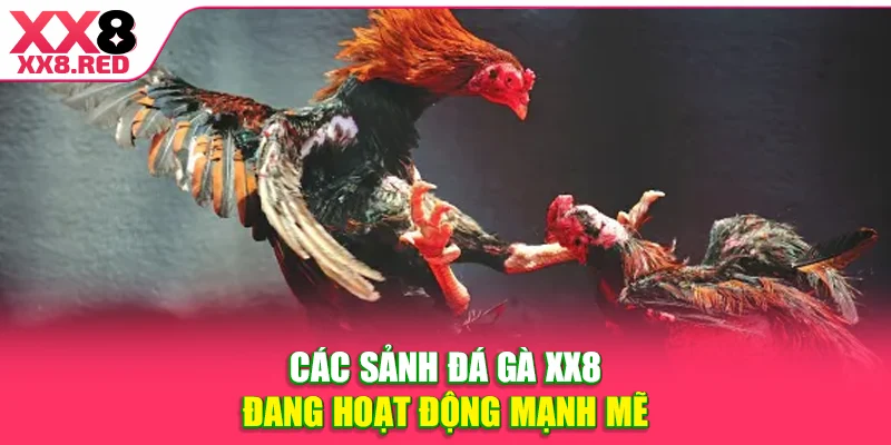 Các sảnh đá gà XX8 đang hoạt động mạnh mẽ
