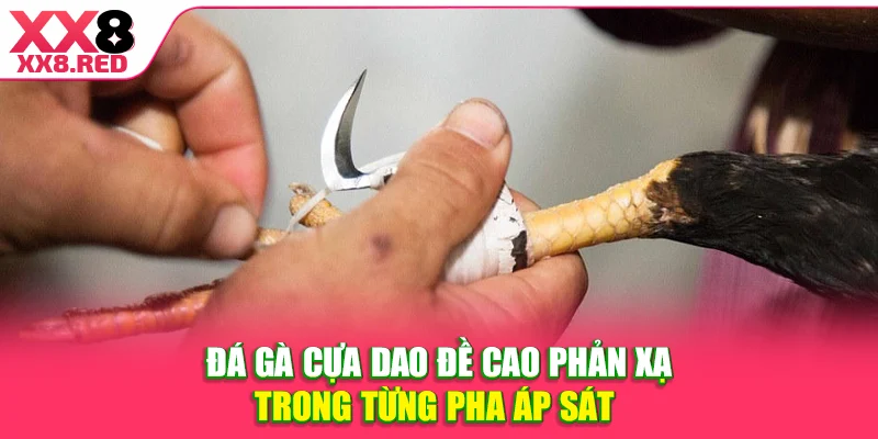 Đá gà cựa dao đề cao phản xạ trong từng pha áp sát 